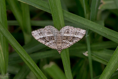 Chrysolarentia subrectaria