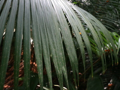 Calamus siphonospathus sublaevis