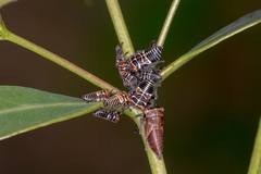 Eurymeloides punctata