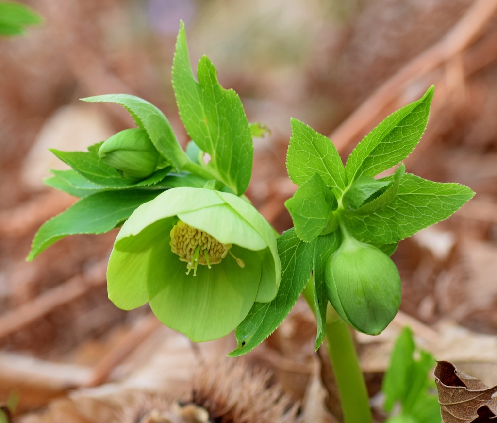 Helleborus cyclophyllus