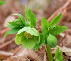 Helleborus cyclophyllus