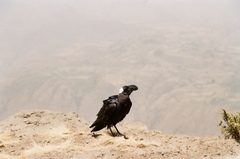 Corvus crassirostris