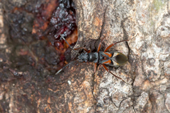 Daerlac cephalotes