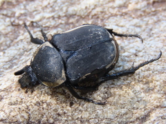 Ichnestoma