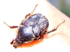 Ichnestoma