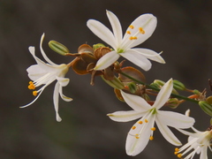 Chlorophytum crispum