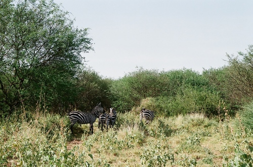 Grant’s Zebra