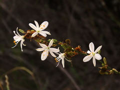 Chlorophytum crispum