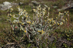 Artemisia umbelliformis
