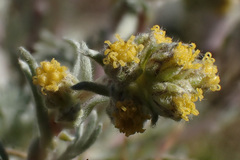 Artemisia umbelliformis