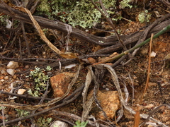 Chlorophytum crispum
