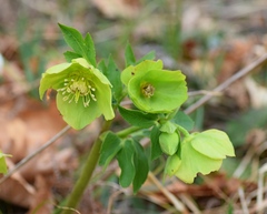 Helleborus cyclophyllus
