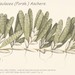 Halophila Seagrass - Photo Hemprich F.G. & Ehrenberbg C.G., no known copyright restrictions (public domain)