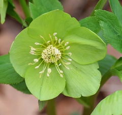Helleborus cyclophyllus