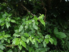 Maesa lanyuensis