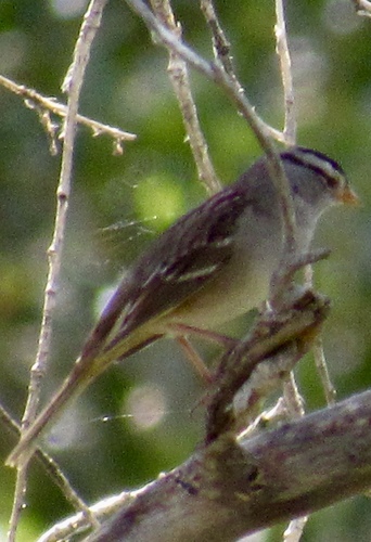 White-crowned Sparrow photographed in Arizona