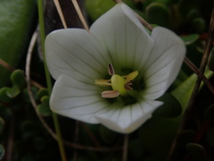 Gentianella saxosa