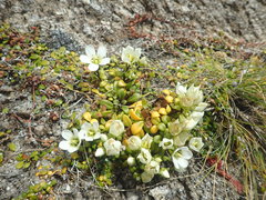 Gentianella saxosa