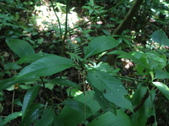 Psychotria cephalophora