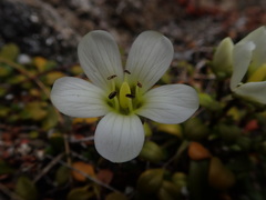 Gentianella saxosa