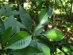 Psychotria cephalophora