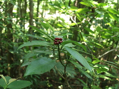 Psychotria cephalophora