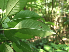 Psychotria cephalophora