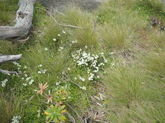 Gentianella saxosa