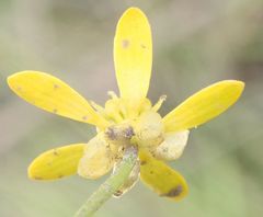 Ranunculus glabrifolius