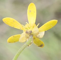 Ranunculus glabrifolius