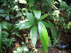 Ficus cumingii terminalifolia