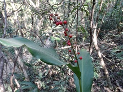 Alpinia oblongifolia