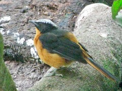 Cossypha albicapillus