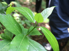 Ficus cumingii terminalifolia