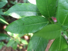 Ficus cumingii terminalifolia
