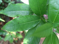 Ficus cumingii terminalifolia