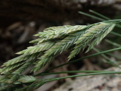 Poa astonii