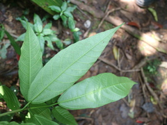Ficus cumingii terminalifolia