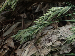 Poa astonii