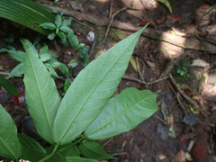 Ficus cumingii terminalifolia