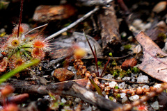 Drosera walyunga