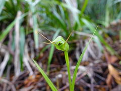 Pterostylis agathicola