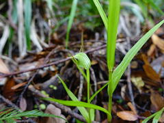 Pterostylis agathicola