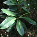 Syzygium densinervium insulare - Photo (c) tsztszbug,  זכויות יוצרים חלקיות (CC BY-NC), הועלה על ידי tsztszbug