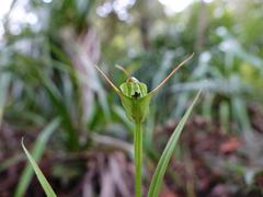Pterostylis agathicola