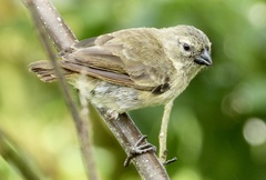 Camarhynchus parvulus