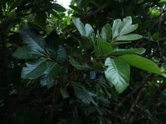 Aglaia rimosa