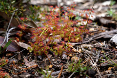 Drosera stolonifera