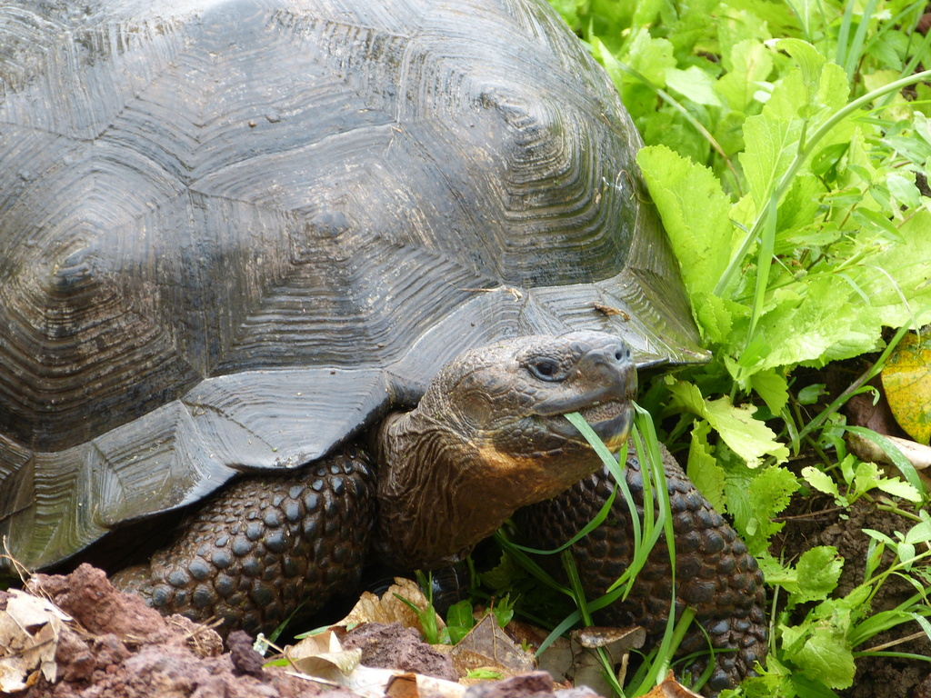 Western Santa Cruz Giant Tortoise