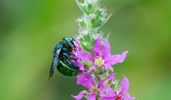 Xylocopa aerata